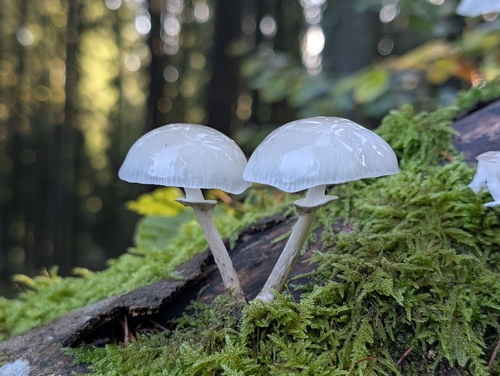 porcelain mushroom