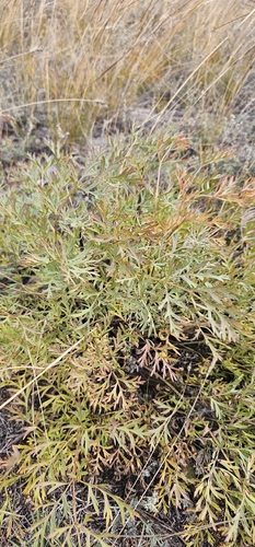 Slenderleaf pulsatilla