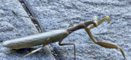 Transcaucasian Giant Mantis