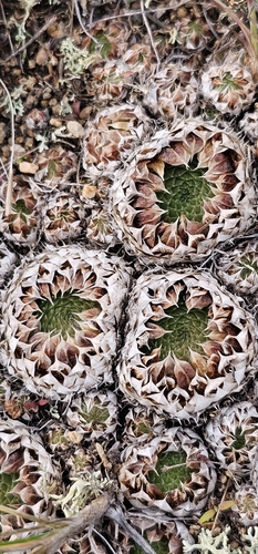 spiny pennywort