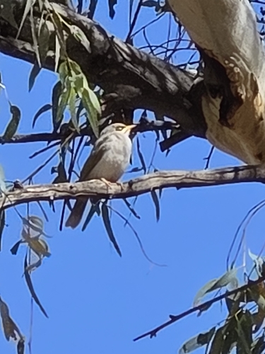 Yellow-throated Miner