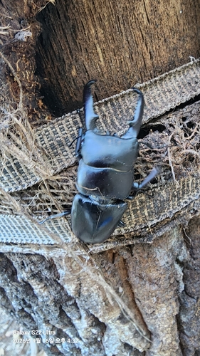 Serrognathus titanus castanicolor
