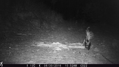 Mephitis mephitis estor