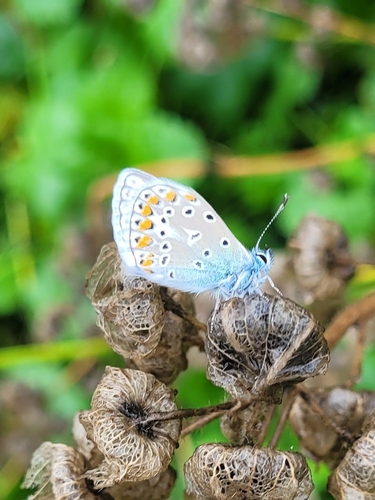 Common Blue