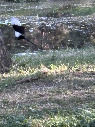 Oriental Magpie