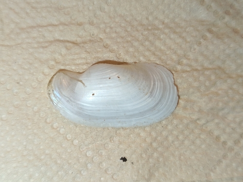 Laternula japonica, 2026-07-16