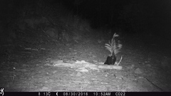 Mephitis mephitis estor