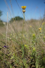 Crepis alpina