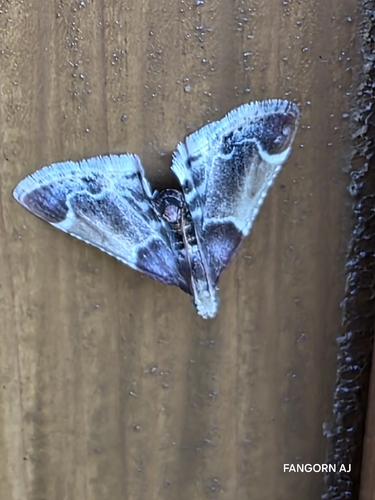 Meal moth