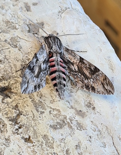 Convolvulus Hawkmoth