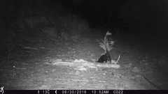 Mephitis mephitis estor