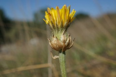 Crepis alpina