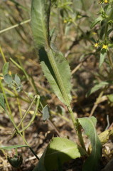 Crepis alpina
