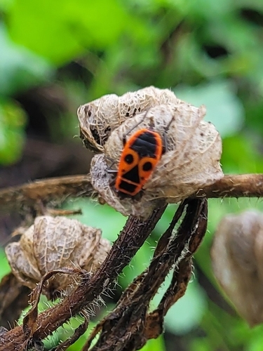 European Firebug