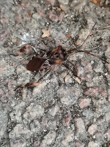 Western Conifer Seed Bug