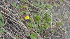 Potentilla stolonifera