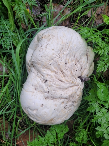 giant puffball