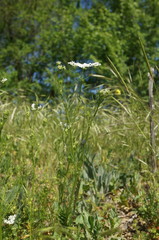 Bifora radians