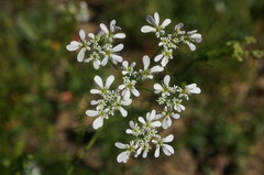 Bifora radians