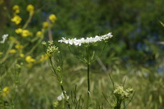 Bifora radians