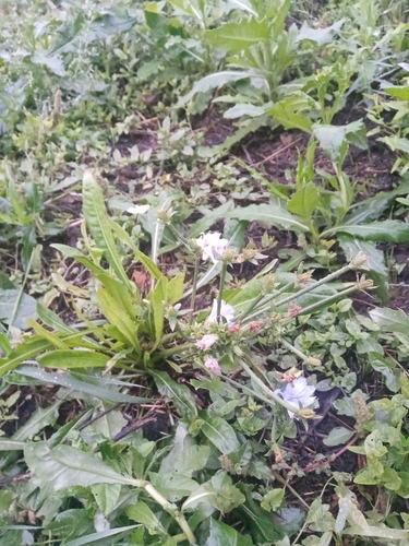 chicory
