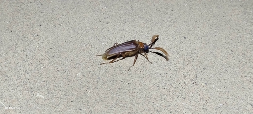 Polyarthron pectinicorne