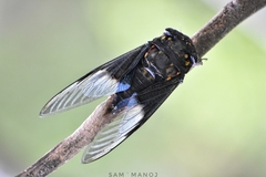 Cryptotympana mandarina