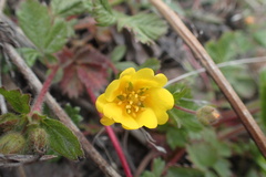 Potentilla stolonifera