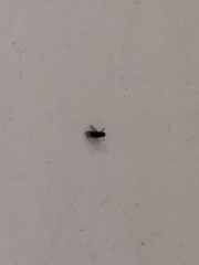 Diptera
