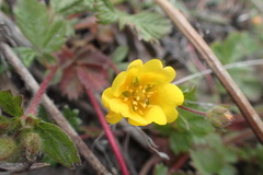 Potentilla stolonifera
