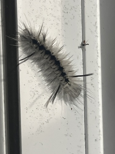 Hickory Tussock Moth