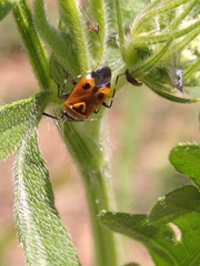 Deraeocoris punctum