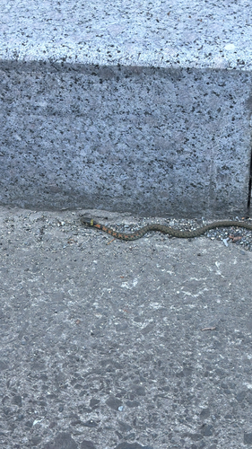 Chinese Tiger Keelback