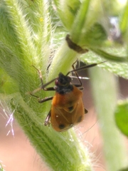 Deraeocoris punctum