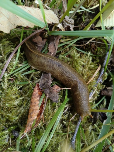 Pacific Banana Slug