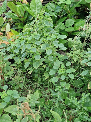 Acalypha indica, photograph 2