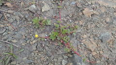 Potentilla stolonifera