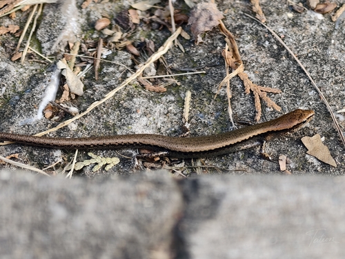 Scincella modesta septentrionalis