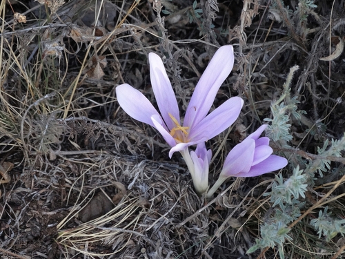 Autumn Crocus