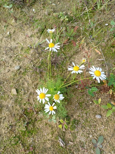 scentless mayweed