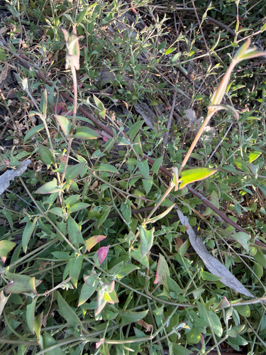 Climbing saltbush