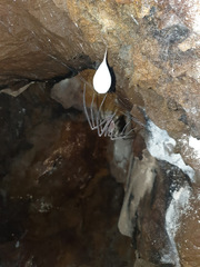 Hickmania troglodytes