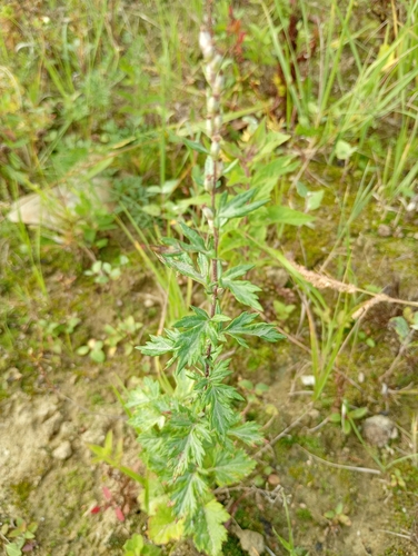 common mugwort