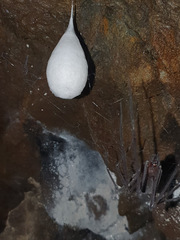 Hickmania troglodytes