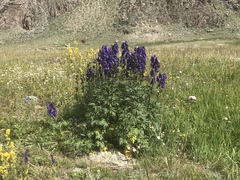 Aconitum glandulosum