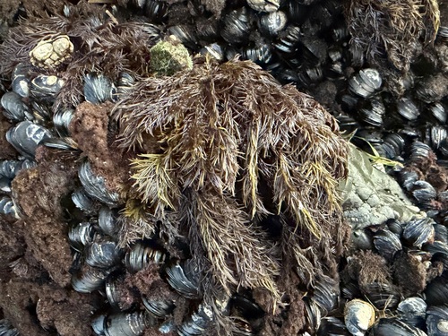 Neorhodomela larix observed 2026-09-12