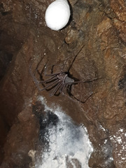 Hickmania troglodytes