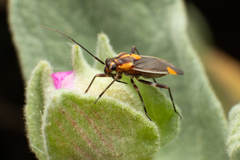 Capsodes flavomarginatus