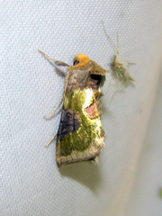 Diachrysia chrysitis