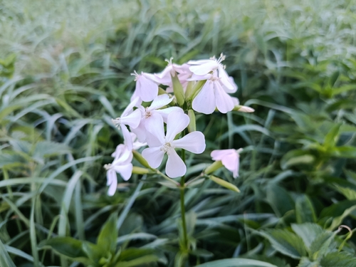 common soapwort